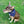 Load image into Gallery viewer, Discover Long Island x America's VetDogs Bandana